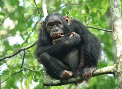 Chimps of Uganda