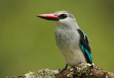 Kingfishers of Uganda