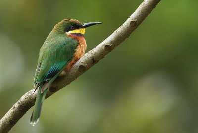 Bee-eaters of Uganda