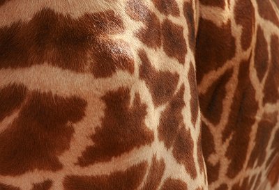 Girafes of Uganda