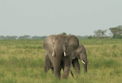 Elephants of Uganda