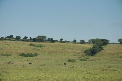 Elephants of Uganda