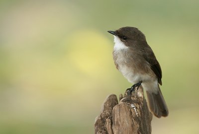 Flycatchers of Uganda