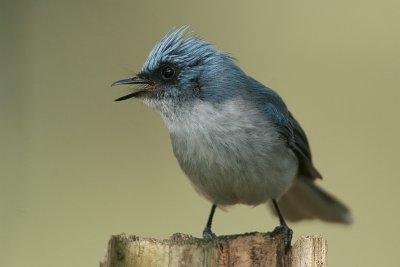 Flycatchers of Uganda