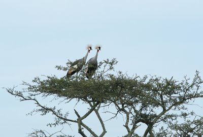 Grey Crowned Crane