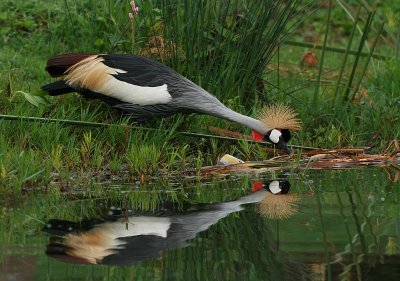 Grey Crowned Crane