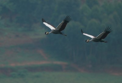 Grey Crowned Crane