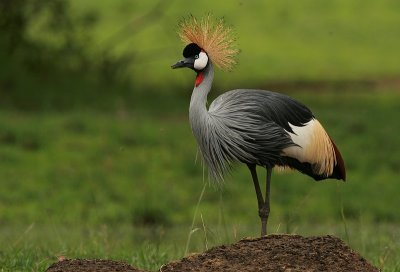 Grey Crowned Crane