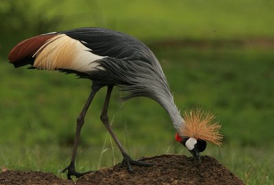 Grey-crowned Crane