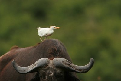 Cattle Egret