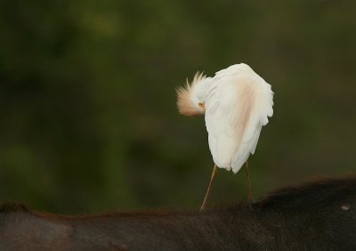 Cattle Egret