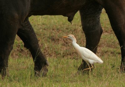 Cattle Egret