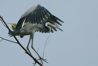 Grey-headed Heron