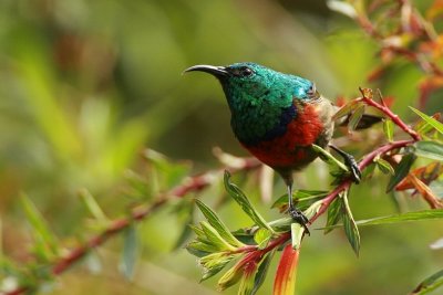 Rwenzori Double-collared Sunbird.jpg