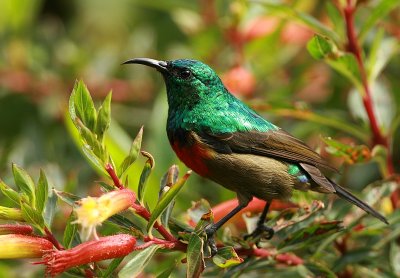 Rwenzori Double-collared Sunbird .jpg