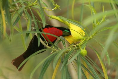 Scarlet-chested Sunbird