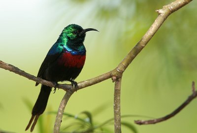 Red-chested Sunbird