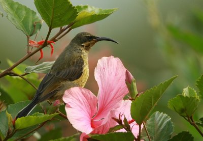 Beautiful Sunbird