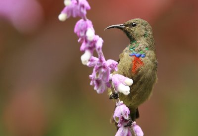 Rwenzori Double-collared Sunbird