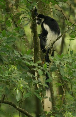 Black-and-white Colobus Monkey