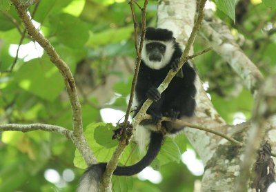 Black-and-white Colobus Monkey