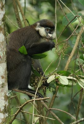 Red-tailed Monkey