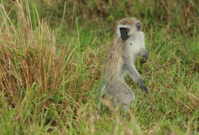 Vervet Monkey