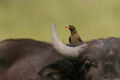 Oxpeckers