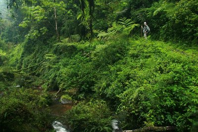 Nyungwe Forest