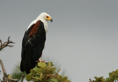 African Fish eagle
