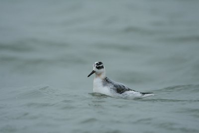 Grey Phalarope