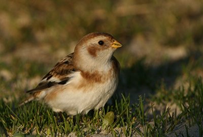 Snow Bunting