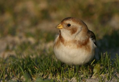 Snow Bunting