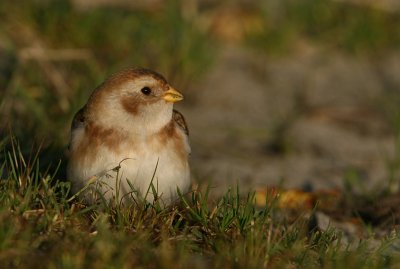 Snow Bunting