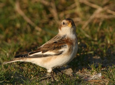 Snow Bunting