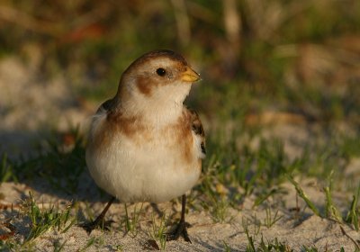 Snow Bunting