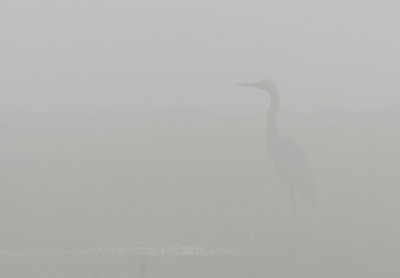 Great White Heron