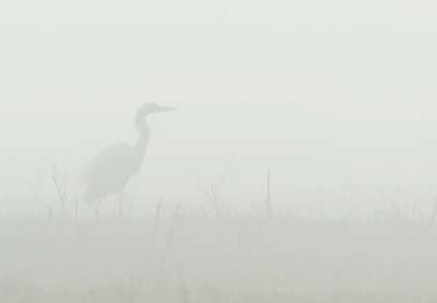 Great White Heron