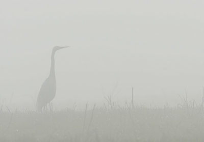 Great White Heron