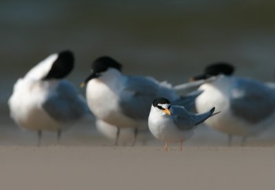 Little Tern