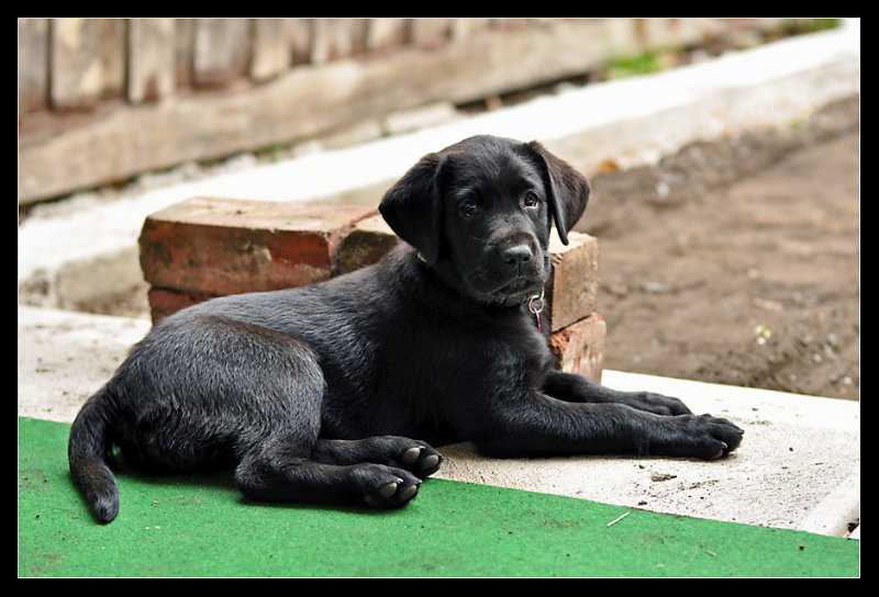 Maisy 10wks_34