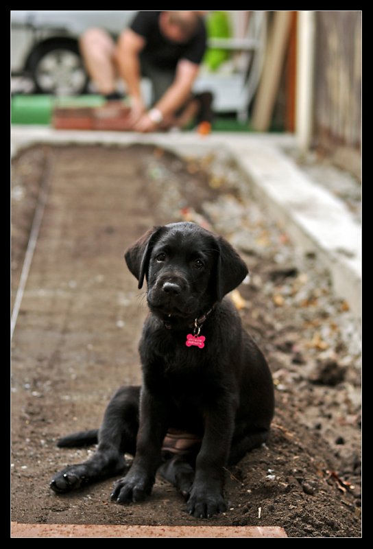 Maisy 10wks_39