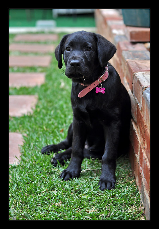 Maisy_167sml.jpg