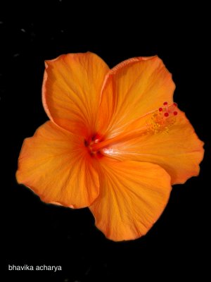 Hibiscus in Maui
