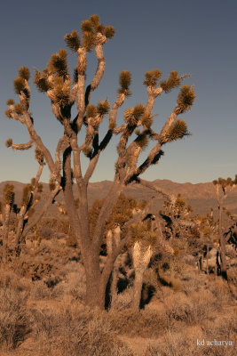 JOSHUA TREES - AN UNUSUAL TREE OF THE LILY FAMILY