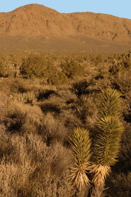 JOSHUA TREES - AN UNUSUAL TREE OF THE LILY FAMILY