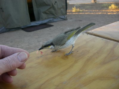 Bird feeding at Dalhousie