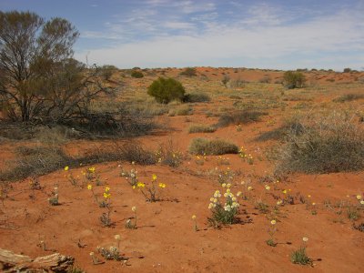 Simpson Desert Wildflowers I