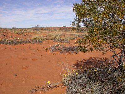 Simpson Desert Wildflowers II