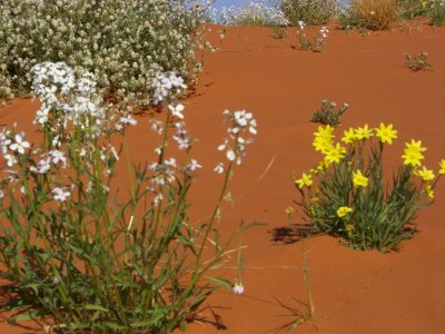 Simpson Desert Wildflowers III